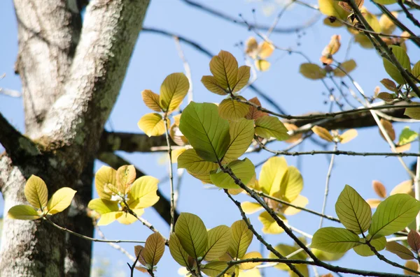 Groene blad achtergrond en blauwe sk — Stockfoto