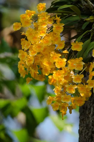 Lindley barátait Dendrobium gyönyörű virág, és sárga szín — Stock Fotó