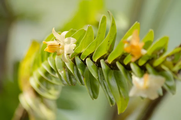 Dendrobium ellipsophyllum é bela flor e tem branco, ye — Fotografia de Stock