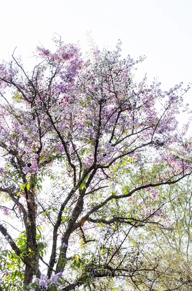 Tabaek é belos cachos de flores rosa . — Fotografia de Stock