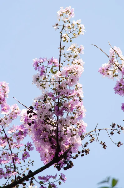 大叶紫薇叶杜源自其很有特色的斑驳片状树皮 — 图库照片