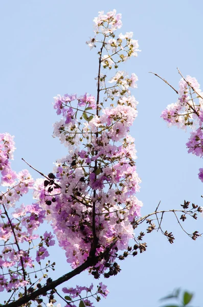 Lagerstroemia Calyculata Odvozen Velmi Charakteristické Strakaté Potrhlý Kůry — Stock fotografie