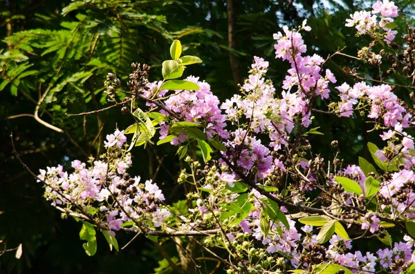 Tabaek è bei mazzi di fiori rosa . — Foto Stock