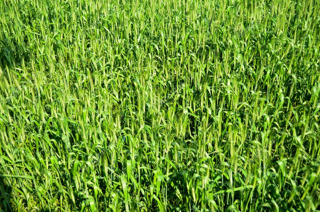Рис зеленого цвета. Зеленый рис. Рис в зел цветах. Как растет рис фото. Как выглядит зеленый рис.