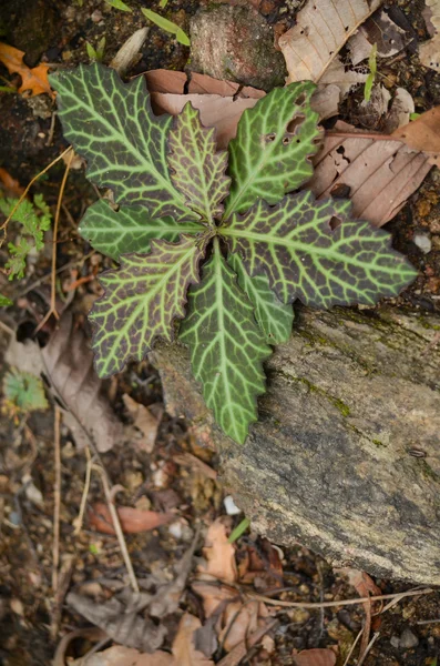Растение в лесу — стоковое фото