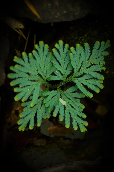 グリーン フォレスト リーフ バック 多くの種の植物があります 背景は フレームに多くの色を持っています — ストック写真