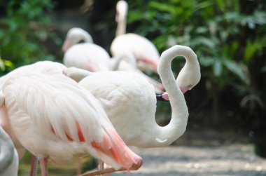 pembe flamingo göl