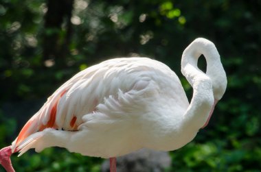 pembe flamingo göl