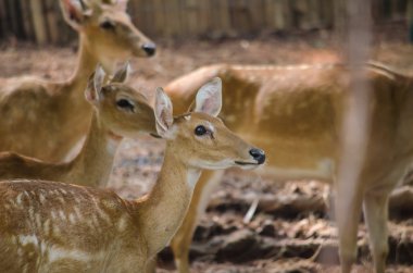 kaş antlered geyik grupta yaşamak
