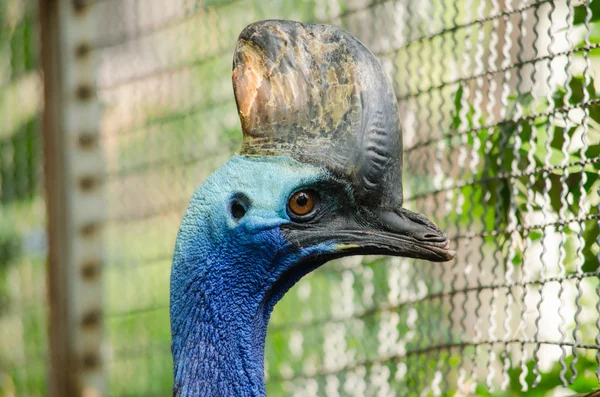 Cassowary i bur — Stockfoto