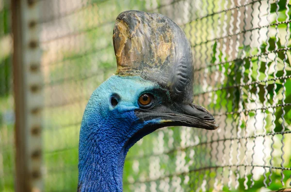 Cassowary kafeste