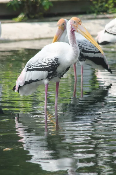 Målade Stork i sjön — Stockfoto