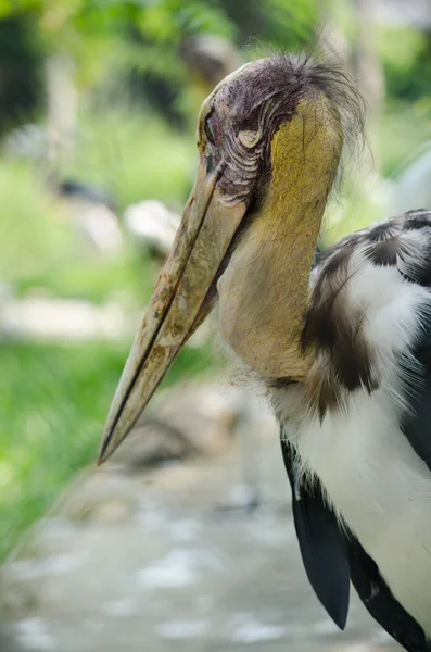 Mindre adjutantstork stork — Stockfoto