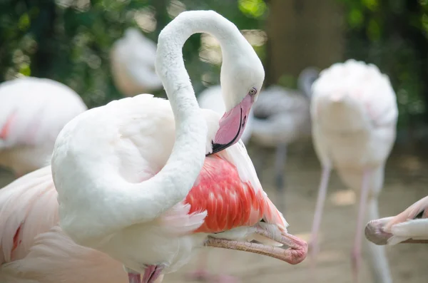 Flamingo rosa no lago — Fotografia de Stock