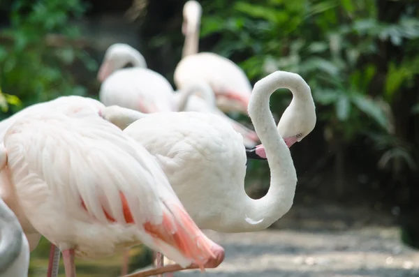 Flamingo rosa no lago — Fotografia de Stock