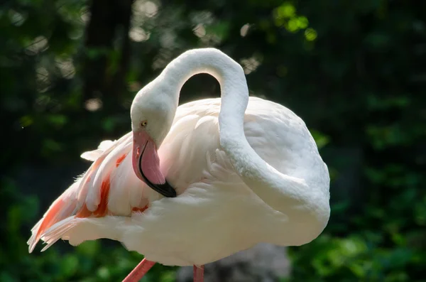 Pembe flamingo göl — Stok fotoğraf
