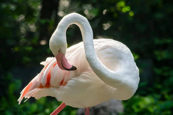 Flamingo rosa no lago — Fotografia de Stock