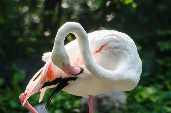 Flamingo rosa no lago — Fotografia de Stock