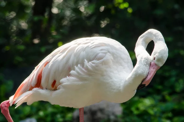 Pembe flamingo göl — Stok fotoğraf