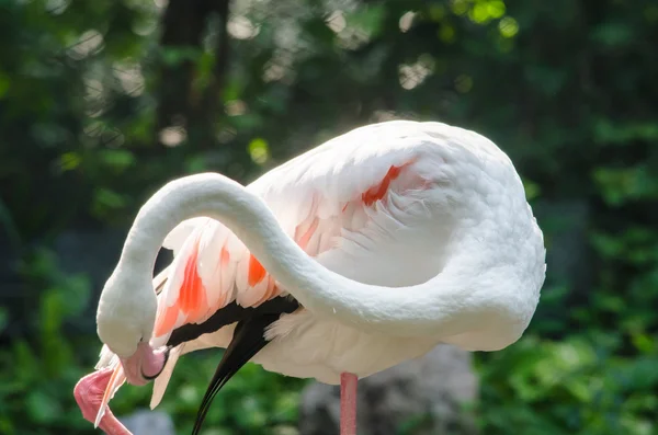 Flamingo rosa no lago — Fotografia de Stock