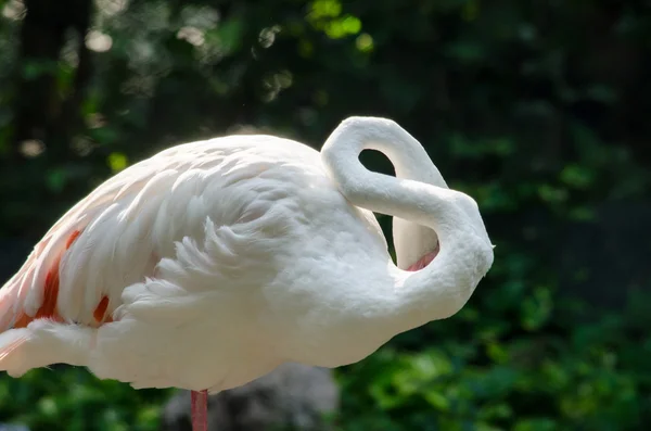 Flamingo Rosa Vivo Lago Tem Fundo Verde — Fotografia de Stock