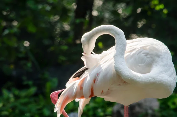 Flamingo Rosa Vivo Lago Tem Fundo Verde — Fotografia de Stock