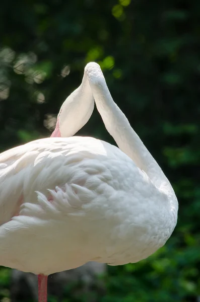 Flamingo Rosa Vivo Lago Tem Fundo Verde — Fotografia de Stock