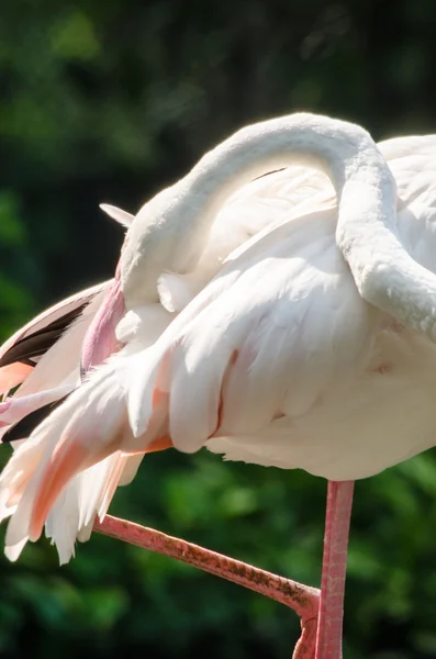 Flamingo Rosa Vivo Lago Tem Fundo Verde — Fotografia de Stock