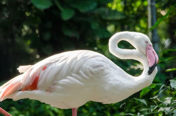 Flamingo Rosa Vivo Lago Tem Fundo Verde — Fotografia de Stock