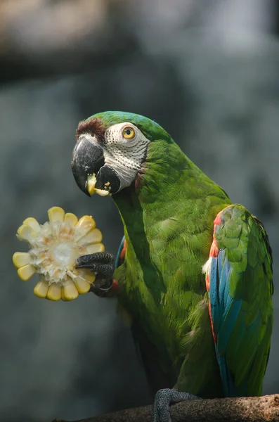 Green parrot is eatting — Stock Photo, Image