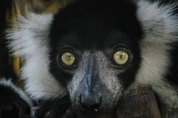 Gibbon commun gros plan l'œil — Photo