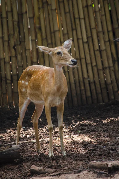 Kaş Antlered Geyik Grupta Yaşamak — Stok fotoğraf