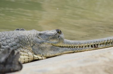Timsah semiaquatic ve tatlı su h içinde toplanmasına eğilimindedir
