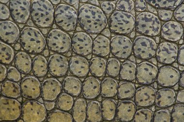 Timsah semiaquatic ve tatlı su h içinde toplanmasına eğilimindedir