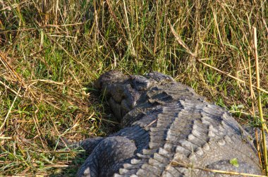 Timsah semiaquatic ve tatlı su h içinde toplanmasına eğilimindedir