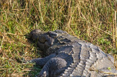 Timsahlar veya doğru crodiles timsahlar, Tomistoma, timsahlar ve caimans, gharials ve diğer tüm yaşam ve fosil içeren sipariş Afrika, Asya, Amerika ve Avustralya, tropik boyunca canlı büyük su sürüngen vardır