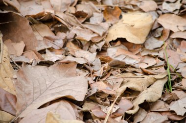 yerdeki kahverengi leaf hastalığı var