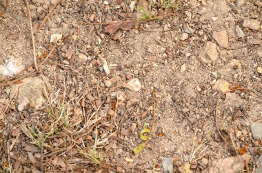 yaprak arka planda orman yeşil, pek çok tür flora var. arka plan çerçevesinde birçok renk var