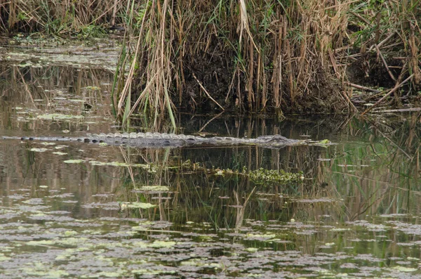 Crocodilo são semi-aquáticos e tendem a se reunir em água doce h — Fotografia de Stock