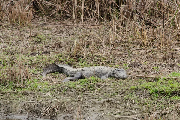 Timsah semiaquatic ve tatlı su h içinde toplanmasına eğilimindedir