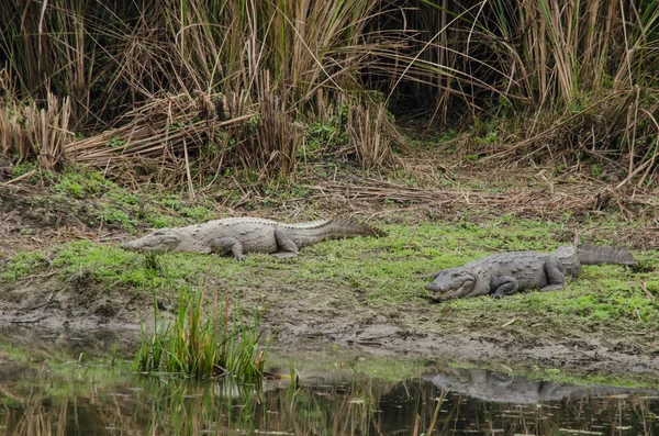 Timsah semiaquatic ve tatlı su h içinde toplanmasına eğilimindedir