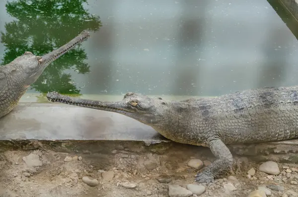 Krokodile sind semiaquatisch und neigen dazu, sich im Süßwasser zu sammeln. — Stockfoto