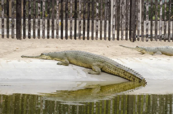 Krokodile sind semiaquatisch und neigen dazu, sich im Süßwasser zu sammeln. — Stockfoto