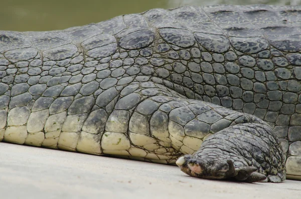 Crocodilos Crocodilos Verdadeiros São Grandes Répteis Aquáticos Que Vivem Longo — Fotografia de Stock