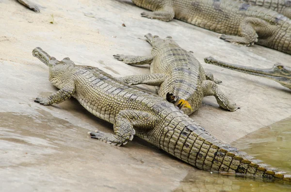 Krokodile sind semiaquatisch und neigen dazu, sich im Süßwasser zu sammeln. — Stockfoto