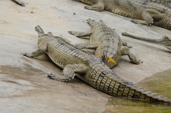 Krokodile sind semiaquatisch und neigen dazu, sich im Süßwasser zu sammeln. — Stockfoto