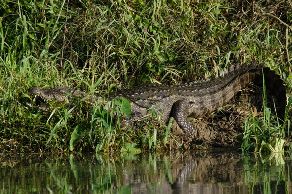 Crocodilo são semi-aquáticos e tendem a se reunir em água doce h — Fotografia de Stock