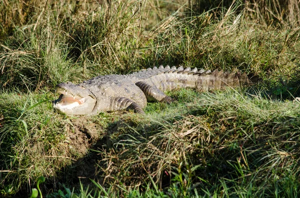 Coccodrillo sono semiacquatico e tendono a riunirsi in acqua dolce h — Foto Stock