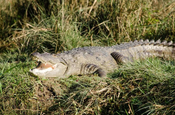Krokodile sind semiaquatisch und neigen dazu, sich im Süßwasser zu sammeln. — Stockfoto