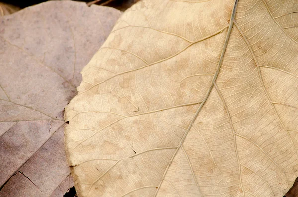 Brown leaf on the ground have disease — Stock Photo, Image